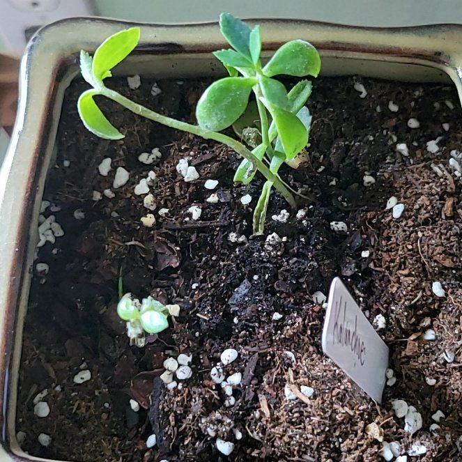Photo of the plant species Kalanchoe by @Gingerbread named Anne on Greg, the plant care app