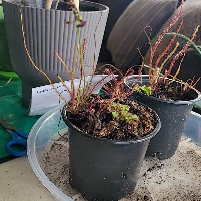Photo of the plant species Filiformis by @Gingerbread named Sahara on Greg, the plant care app