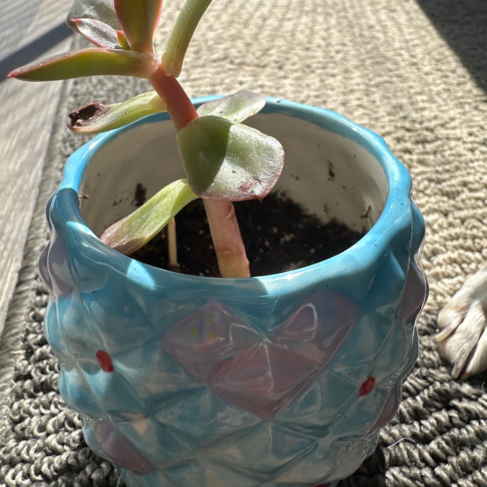Nolina  A plant by @HopefulBegonia on Greg