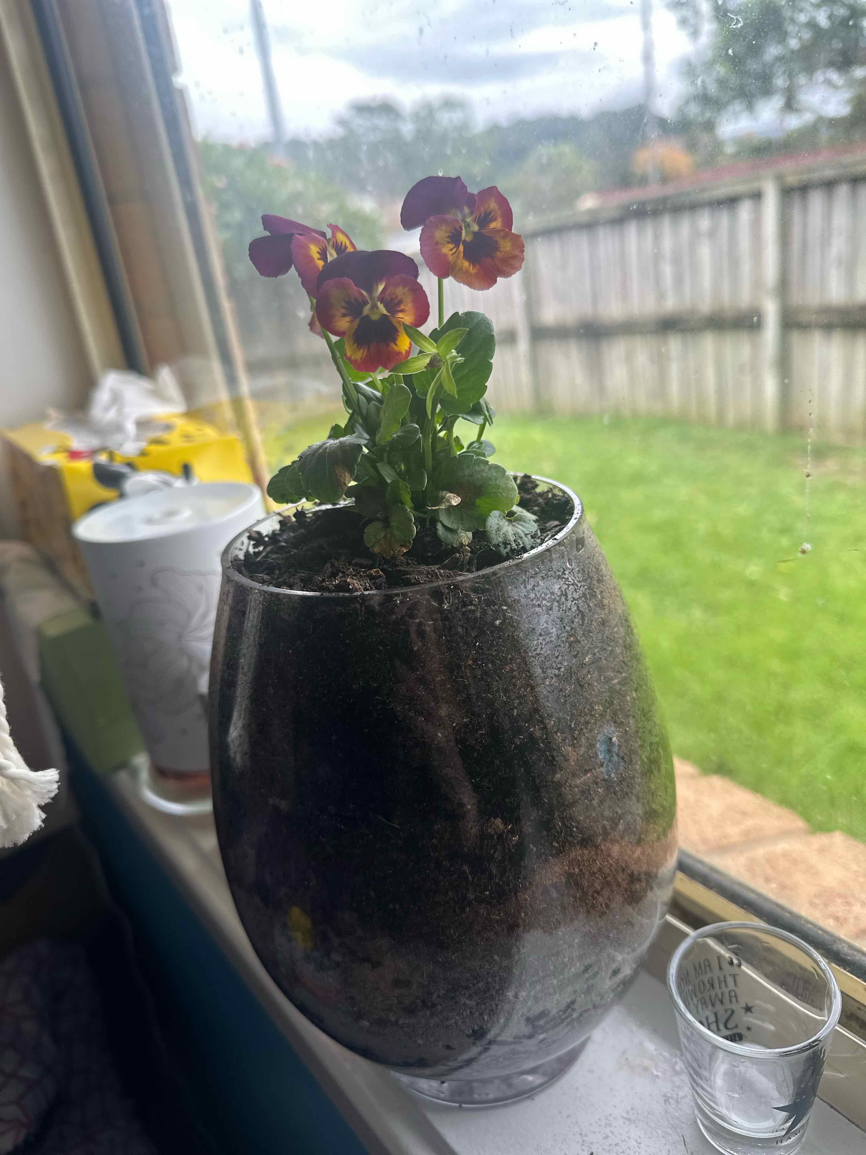 Potted Wild Pansy on a windowsill with vibrant flowers and green leaves.