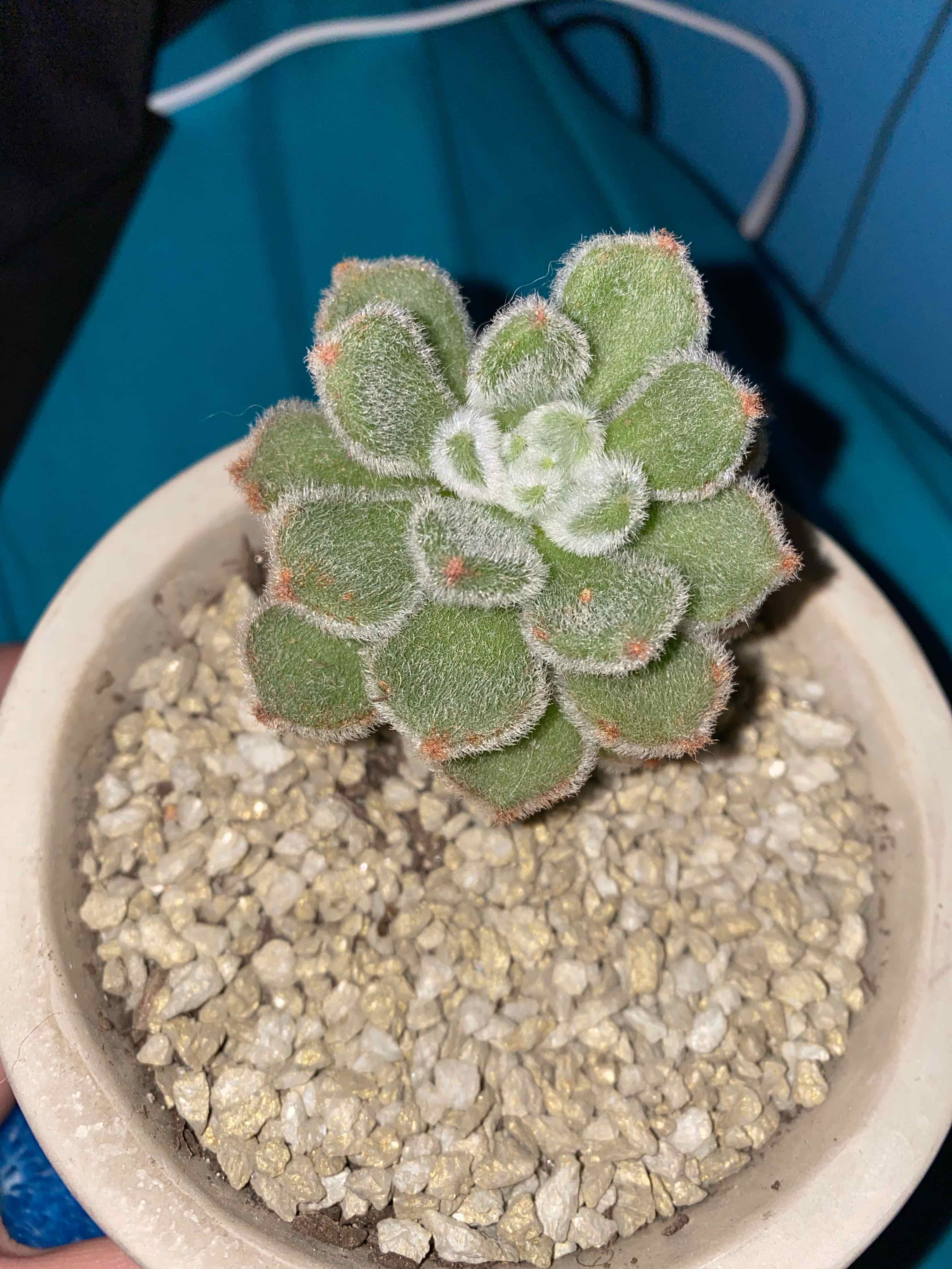 Healthy Mexican Firecracker succulent in a pot with gravel.