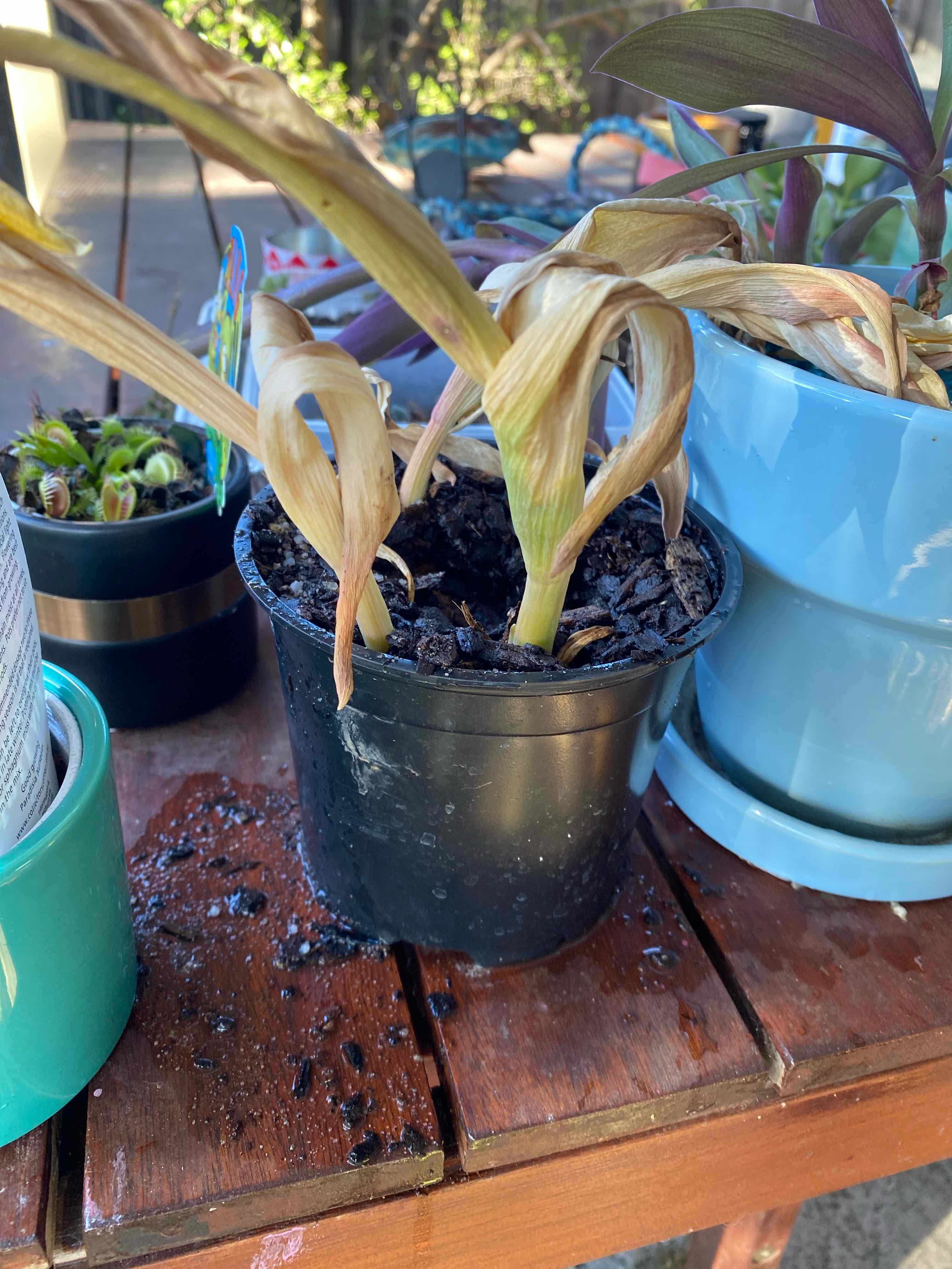 Potted Garden Tulip with significant leaf discoloration and wilting.