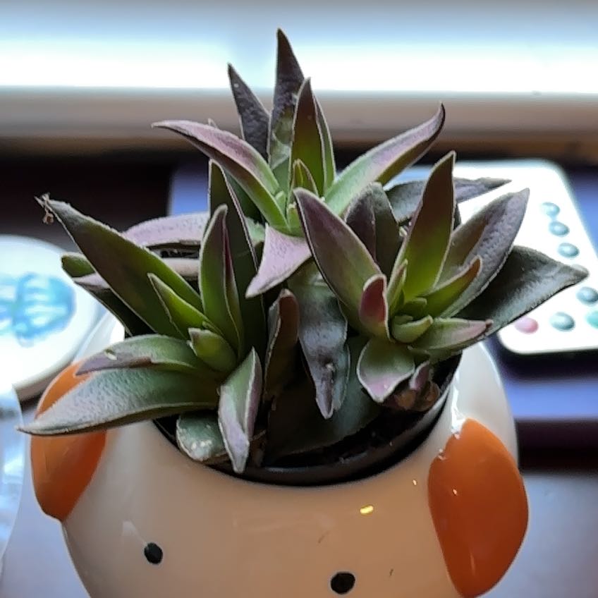 Photo of the plant species crassula red pogoda by @QualityWildlime named Luna on Greg, the plant care app