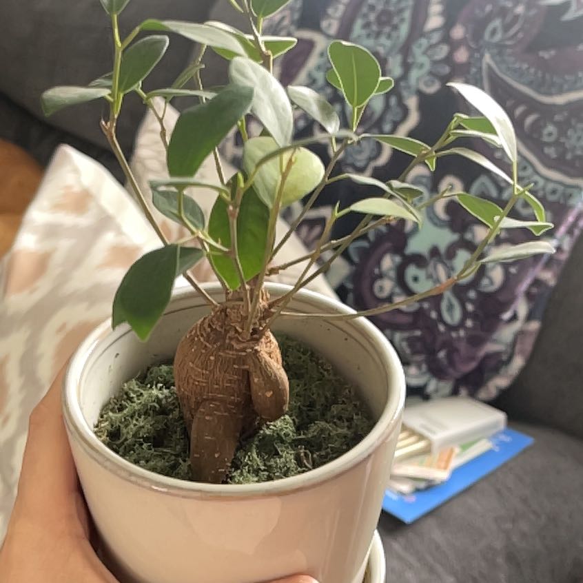Ficus Bonsai plant in a white pot with moss, held by a hand.