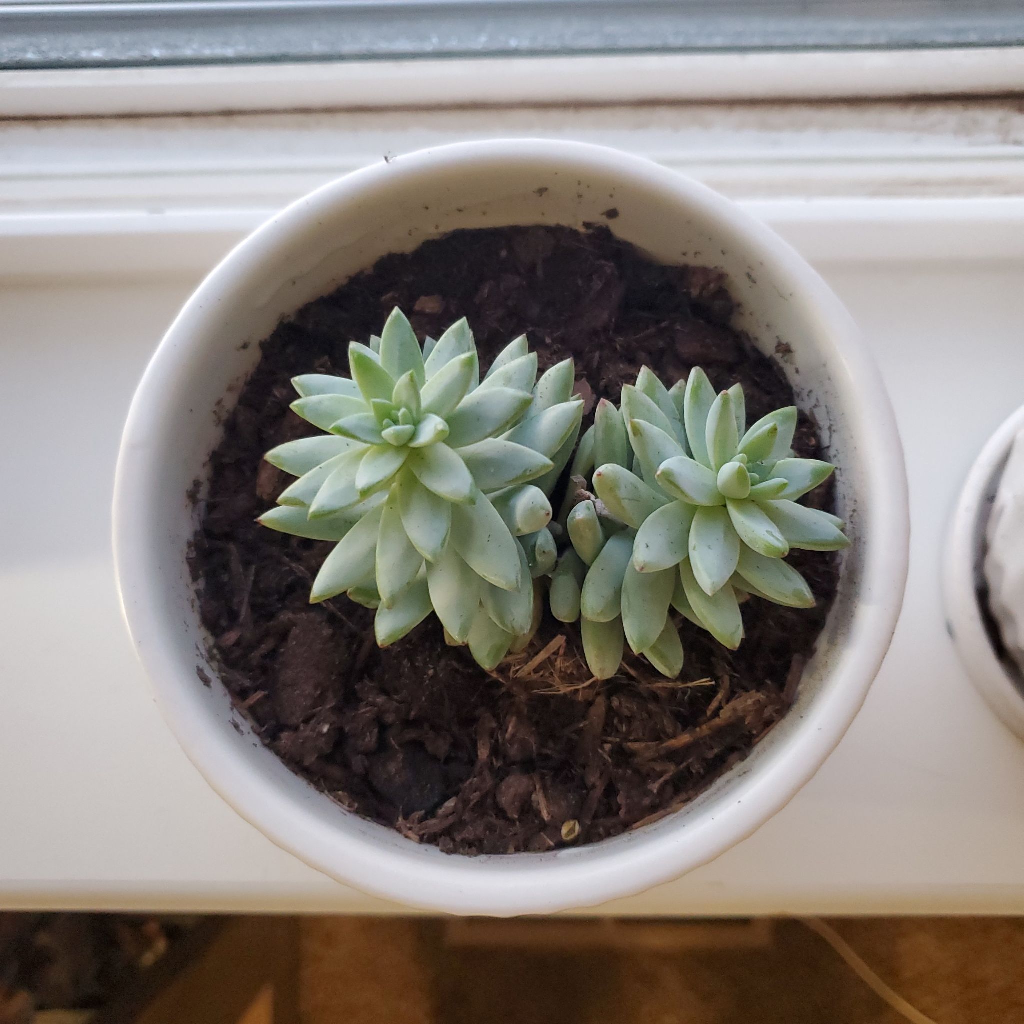 Potted Sedeveria 'Harry Butterfield' succulent with two rosettes, healthy appearance.