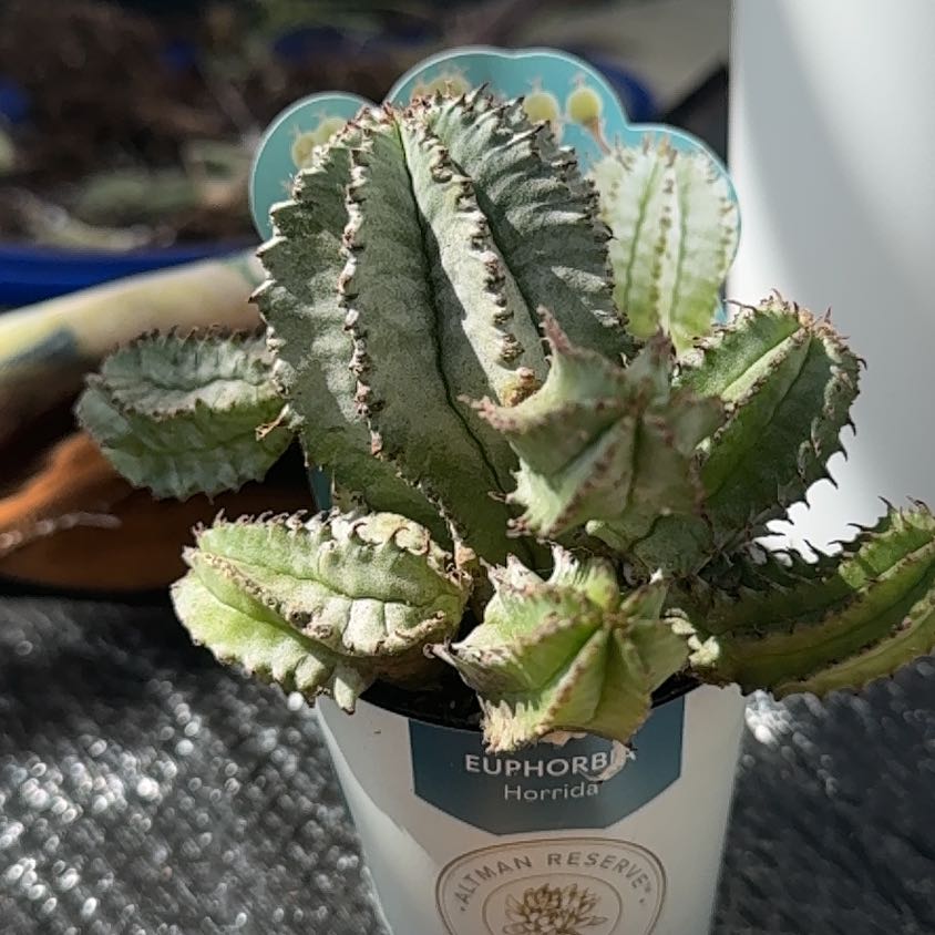 Photo of the plant species Euphorbia horrida 'Ice Storm' by @Itsmecindy named Leonardo on Greg, the plant care app