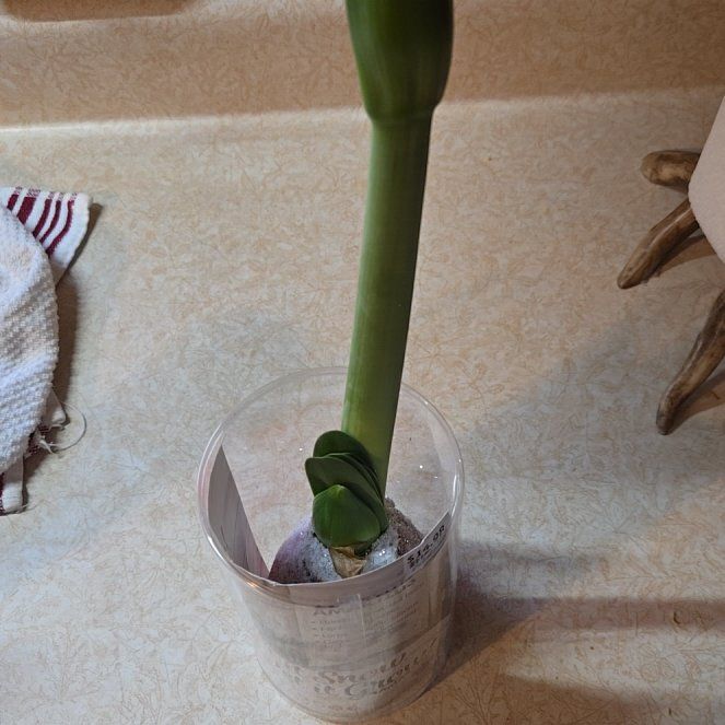 Photo of the plant species Giant Amaryllis by @HopefulTozzia named Forrest on Greg, the plant care app