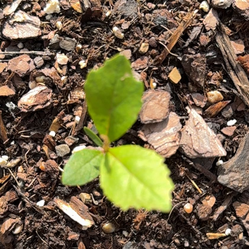 Photo of the plant species Eastern Teaberry by @SaviorCowvine named Pax on Greg, the plant care app