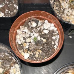 Mammilloydia plant