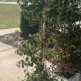 Photo of the plant species Magenta Lilly Pilly by @AngelBluegiant named Lola on Greg, the plant care app