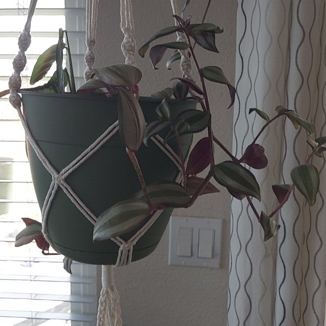 Photo of the plant species tradeseantia by @ZestyTutsan named Aramis on Greg, the plant care app