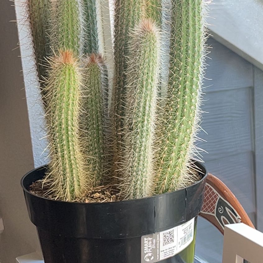 Photo of the plant species Cleistocactus tupizensis by @RightlyWoodfern named Spikey on Greg, the plant care app