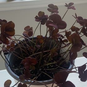 Photo of the plant species Black-Leaved Clover by @TrueSweetmint named Scarlett on Greg, the plant care app