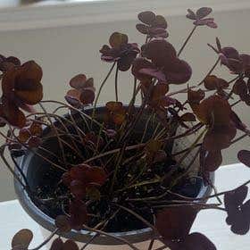 Photo of the plant species Black-Leaved Clover by @TrueSweetmint named Scarlett on Greg, the plant care app