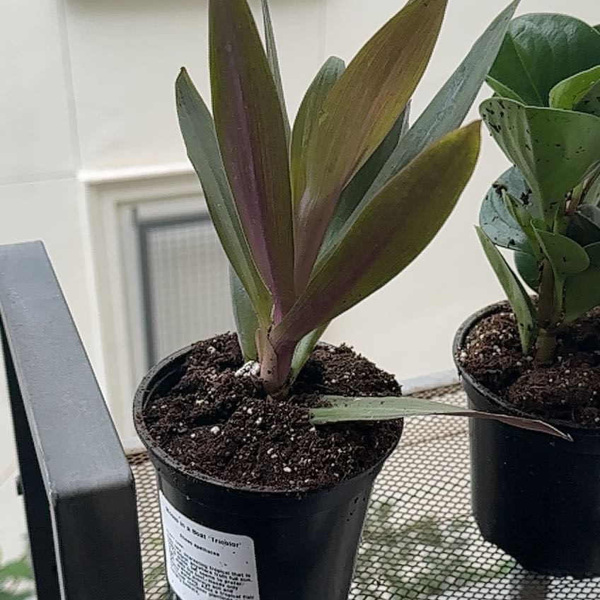Photo of the plant species Moses In A Boat Tricolor by @PlayfulPokaka named Lavender on Greg, the plant care app