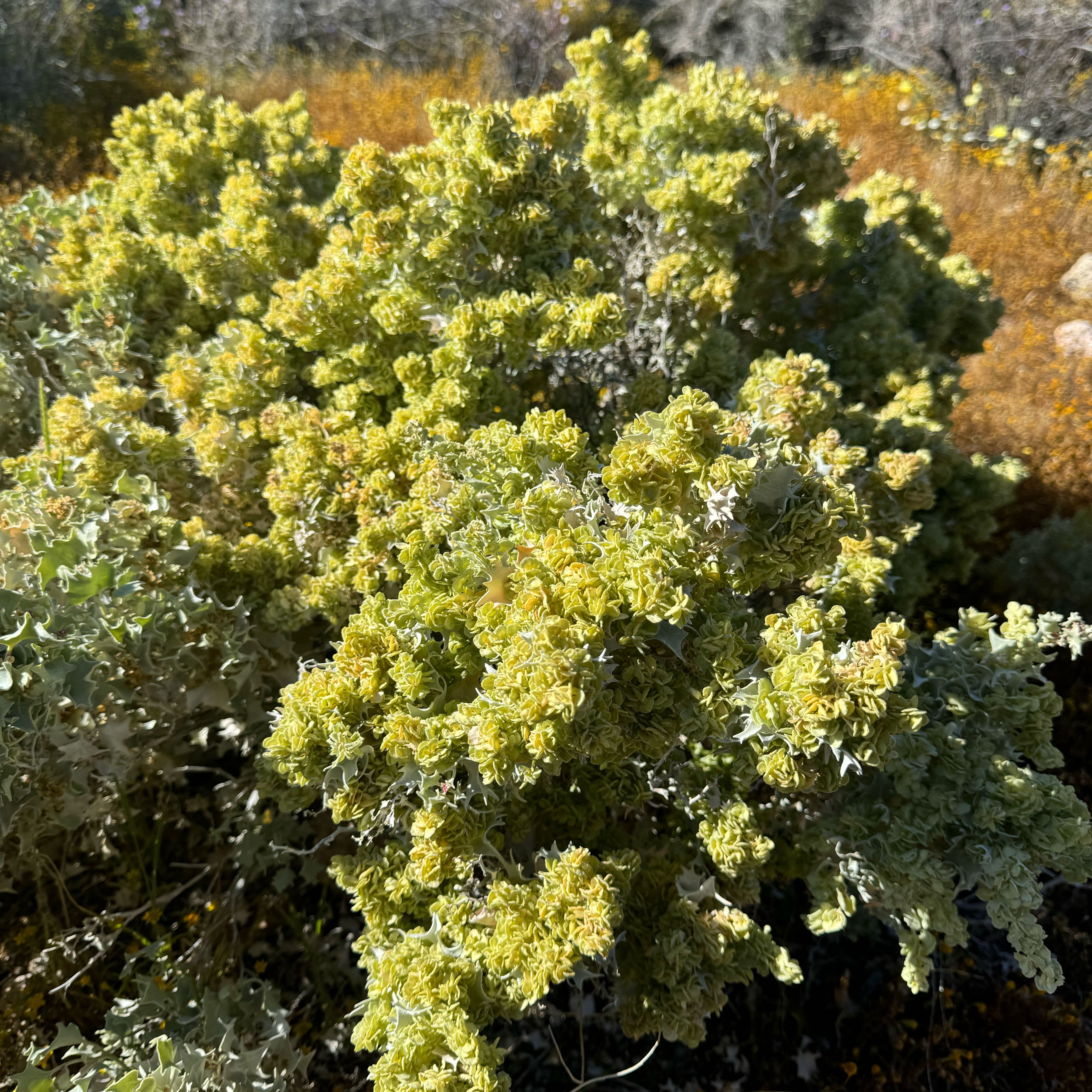 Photo of the plant species Pelargonium alternans by @HighSeacampion named Einstein on Greg, the plant care app