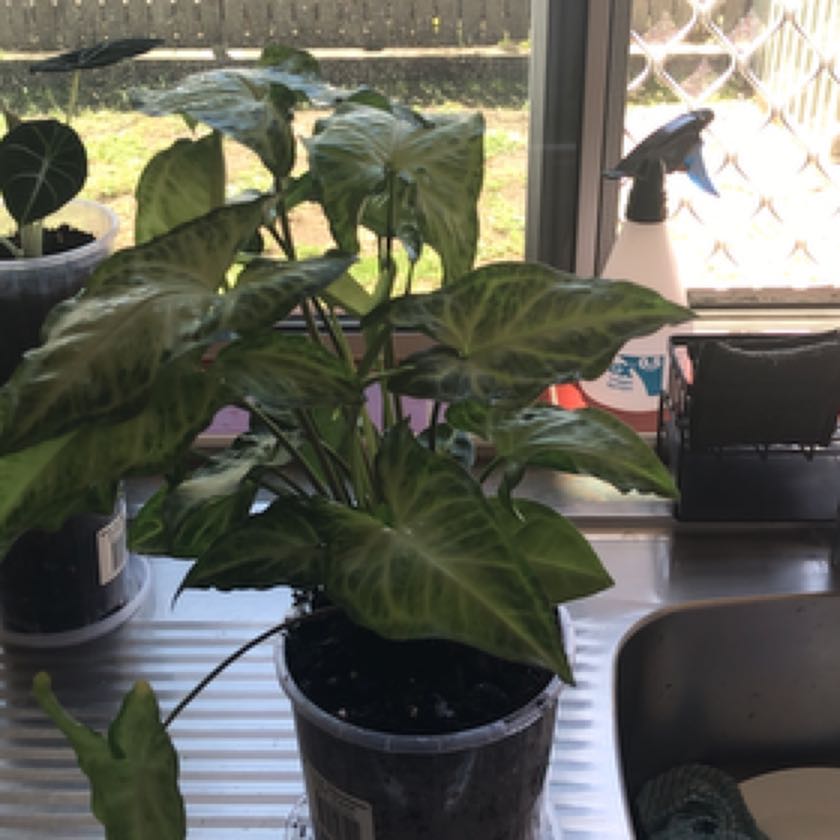 Photo of the plant species Syngonium Panda by @ManyGeropogon named Pan on Greg, the plant care app