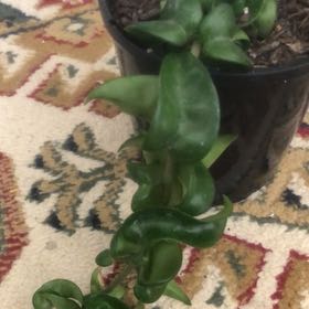 Photo of the plant species Hindu Rope Plant 'Regalis' by Lisa named Sigmund on Greg, the plant care app