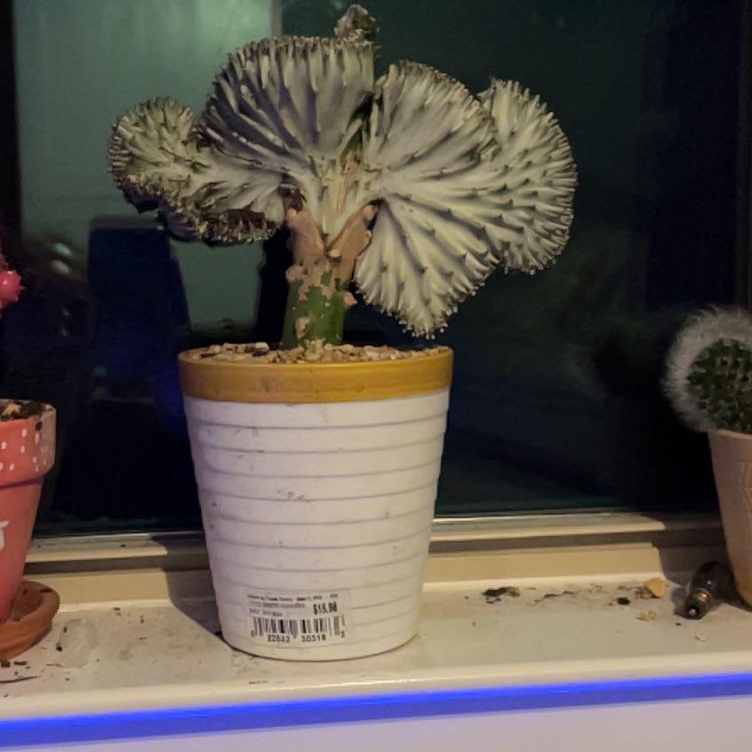 Photo of the plant species christata by @PlausibleCarrot named Walt on Greg, the plant care app