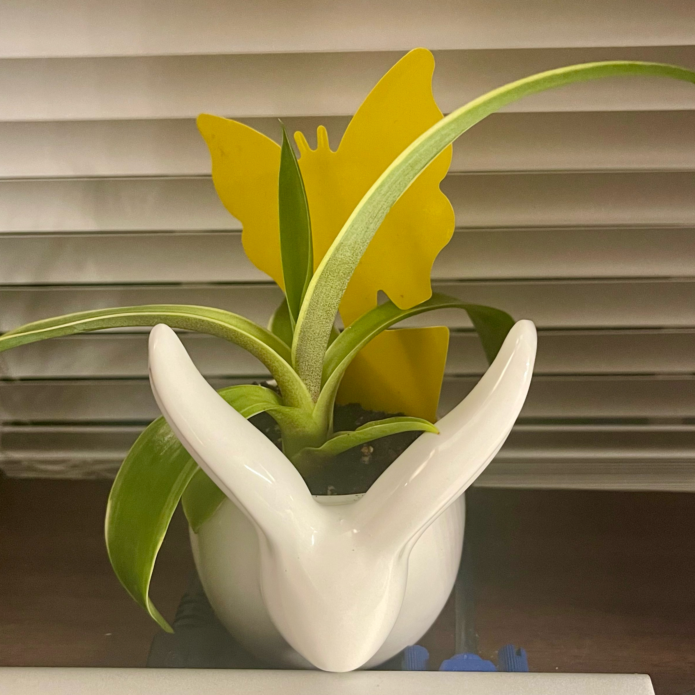 Plant care for Tradescantia Feeling Flirty on Greg, the plant care app