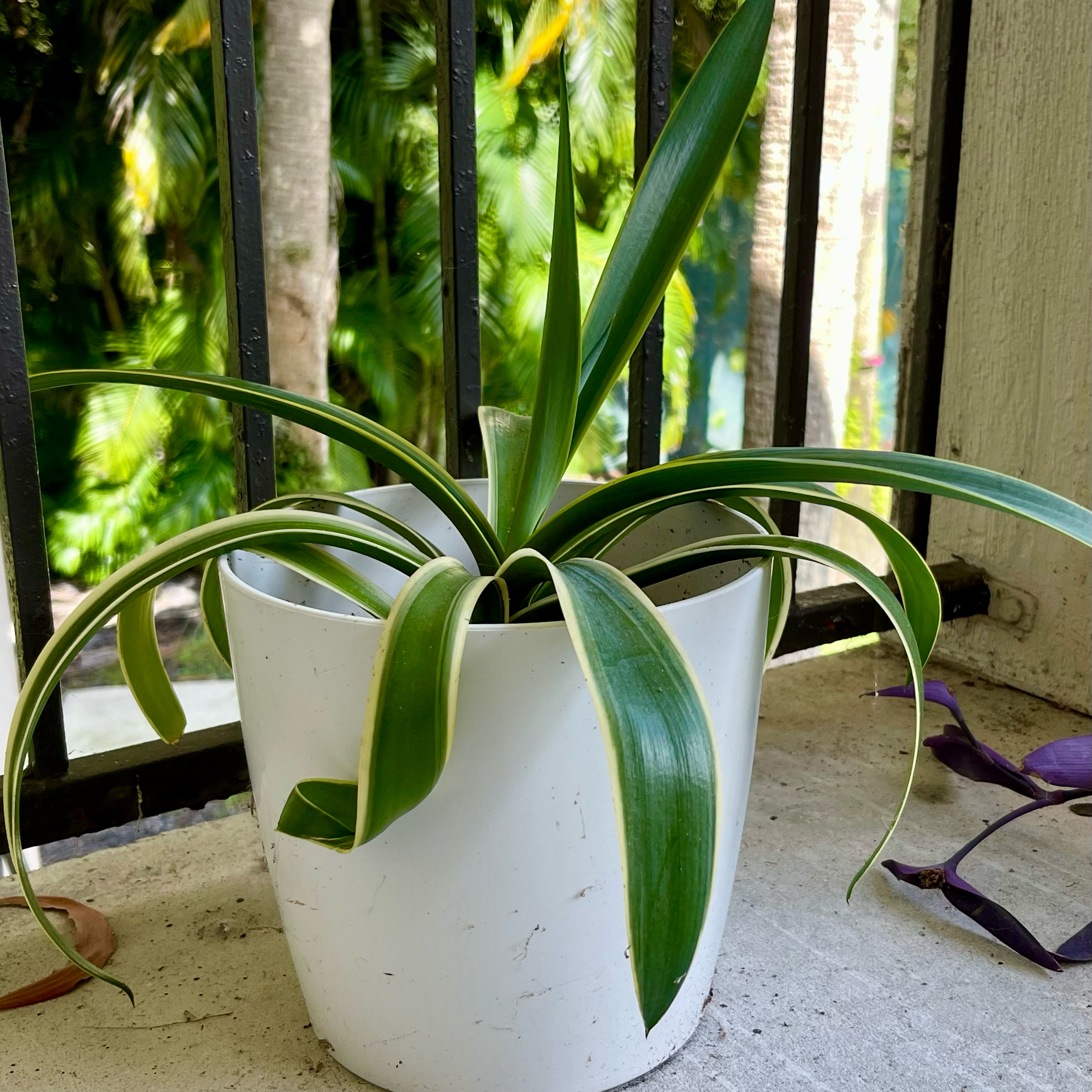 Photo of the plant species Basket Plant by @SmoothWildpansy named Plato on Greg, the plant care app
