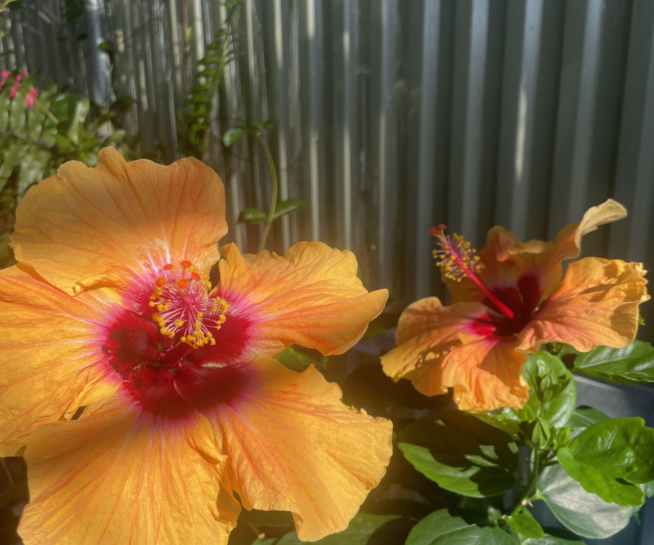 Photo of the plant species Hollywood Hibiscus 'Disco Diva' by @SmoothWildpansy named Mochi on Greg, the plant care app