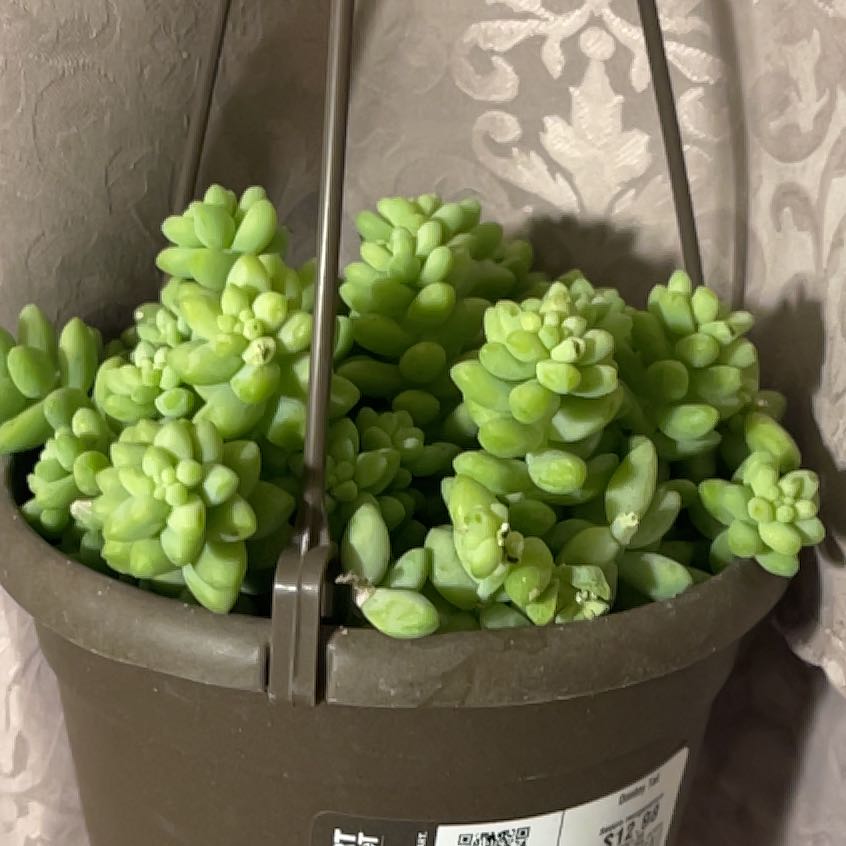 Healthy Graptosedum 'Blue Giant' succulent in a hanging pot.