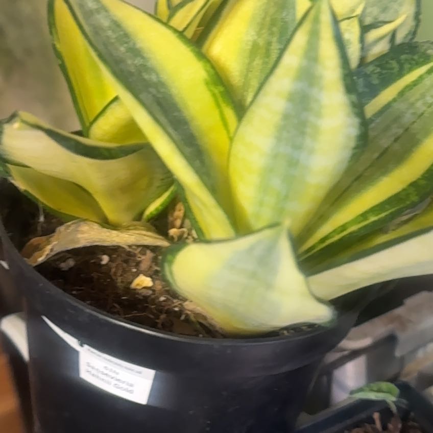 Photo of the plant species Gold Star Hahnii by @BabyLatetulip named Kardashian on Greg, the plant care app