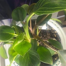 Photo of the plant species Pep. Maculosa by @BabyLatetulip named ChloroPhil on Greg, the plant care app