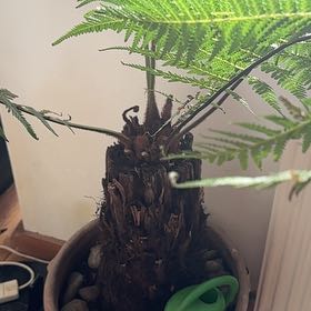 Plant care for Australian Tree-Fern on Greg, the plant care app