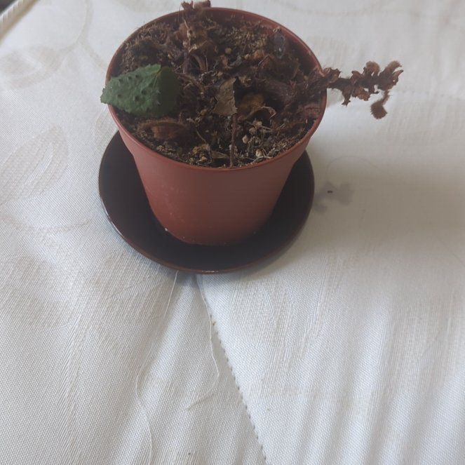 Photo of the plant species Begonia Melanobullata by @RootedWaxivy named Sonora on Greg, the plant care app