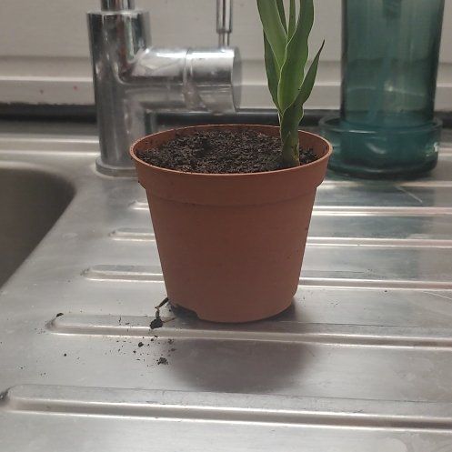 Photo of the plant species Dragon Blood Tree by @EstablishedTawa named Gregarious on Greg, the plant care app