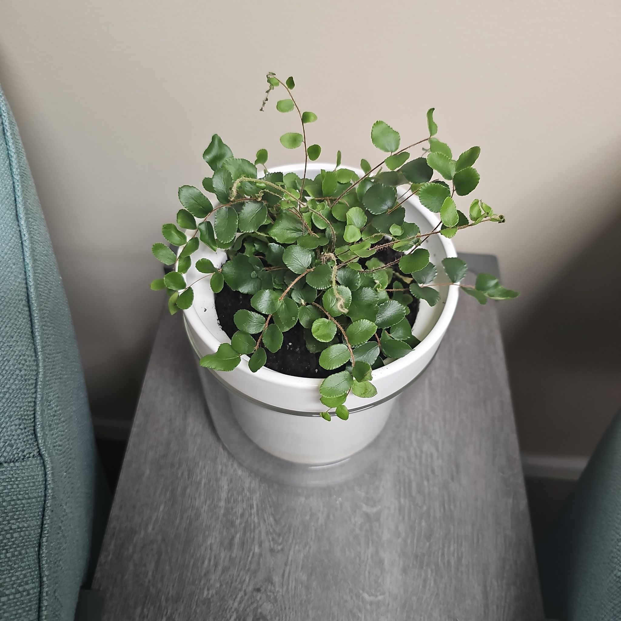 Potted California Maidenhair Fern with small, rounded green leaves on a table.