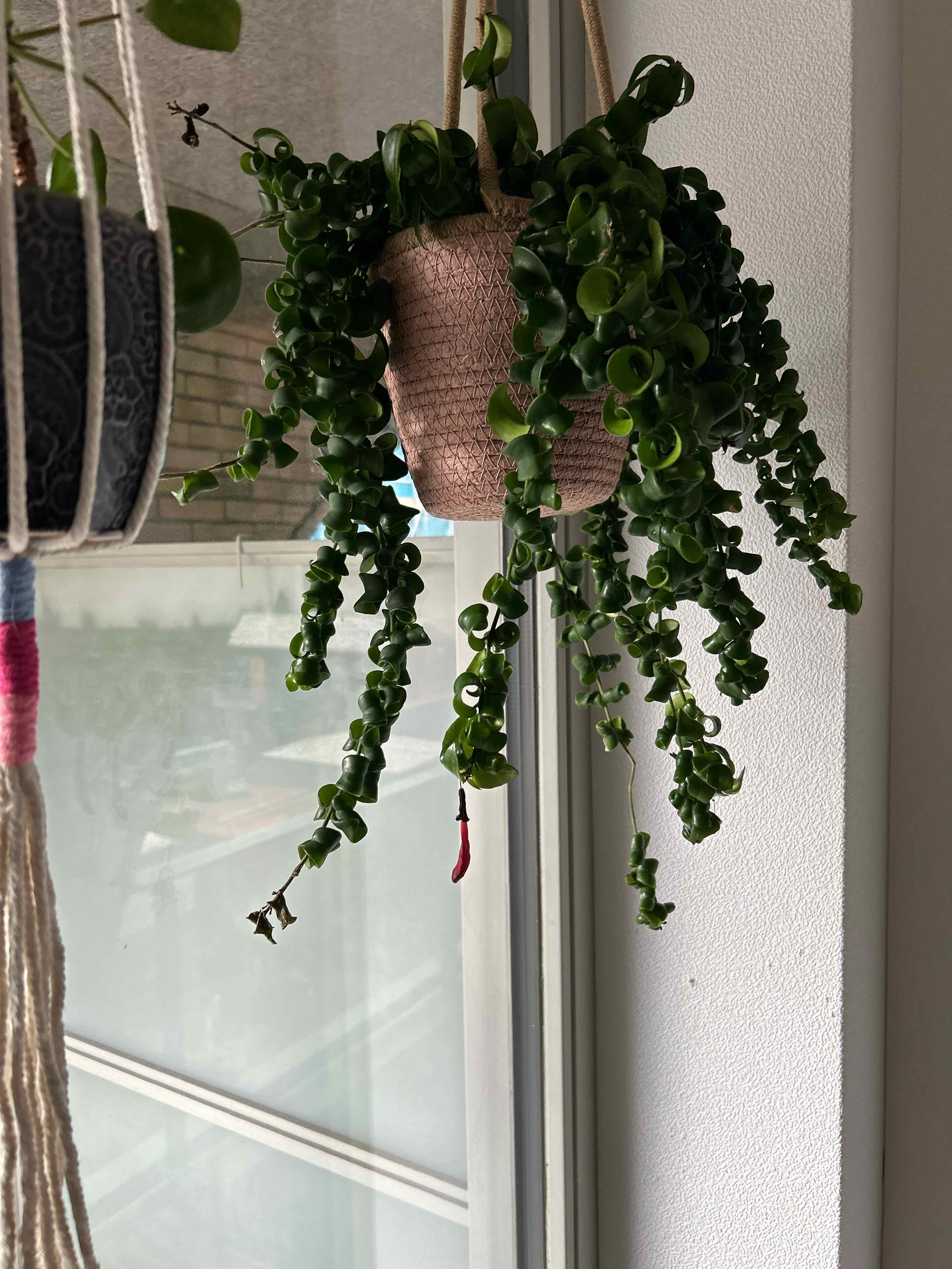 Twisted Lipstick Plant in a hanging pot with vibrant green leaves and a single flower bud.