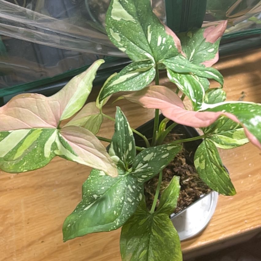 Photo of the plant species Syngonium Red Spot by Elena  named Austen on Greg, the plant care app