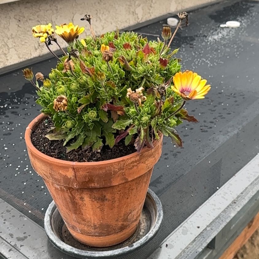 Photo of the plant species African Daisy by @GrownPalmier named Morgan Treeman on Greg, the plant care app