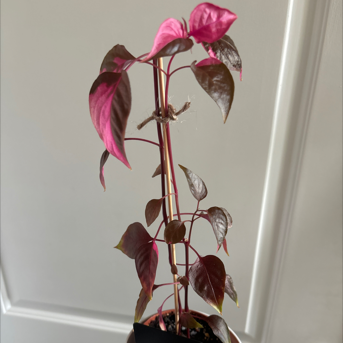 Photo of the plant species Pink Josephs Coat by @GiddyStickysage named Foxxy on Greg, the plant care app