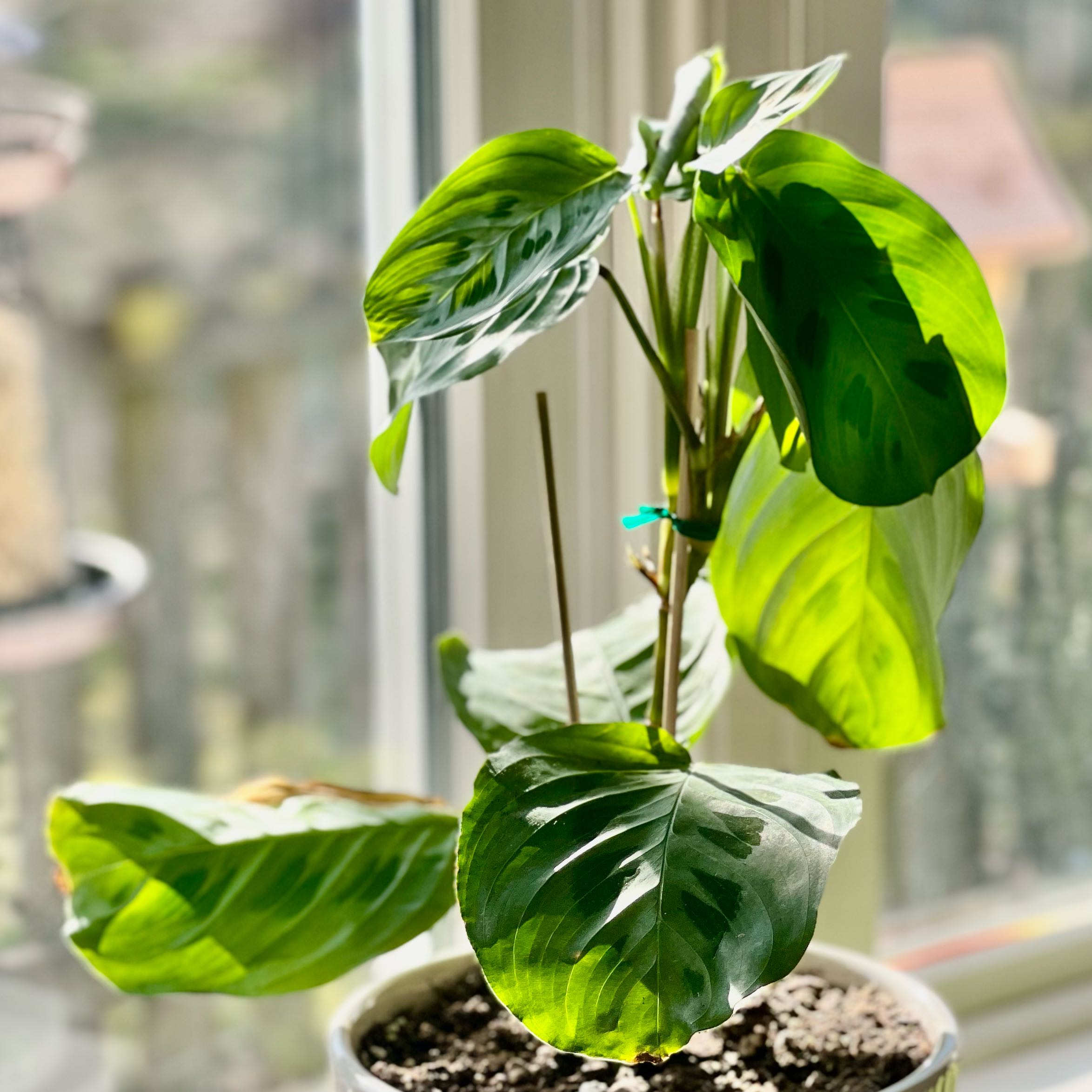 Photo of the plant species Prayer plant by @JazzyLacealoe named Prayer Plant on Greg, the plant care app