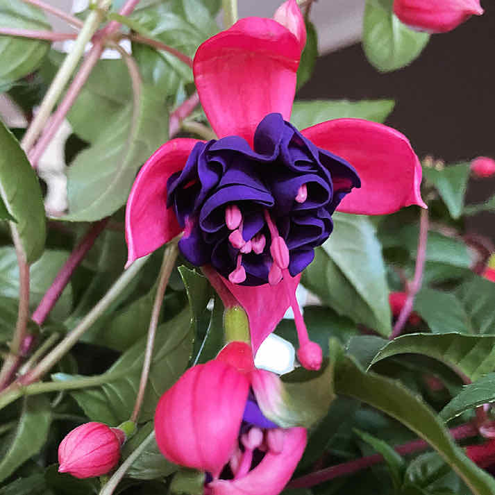 Close-up of a healthy Hummingbird Fuchsia plant with vibrant pink and purple flowers.