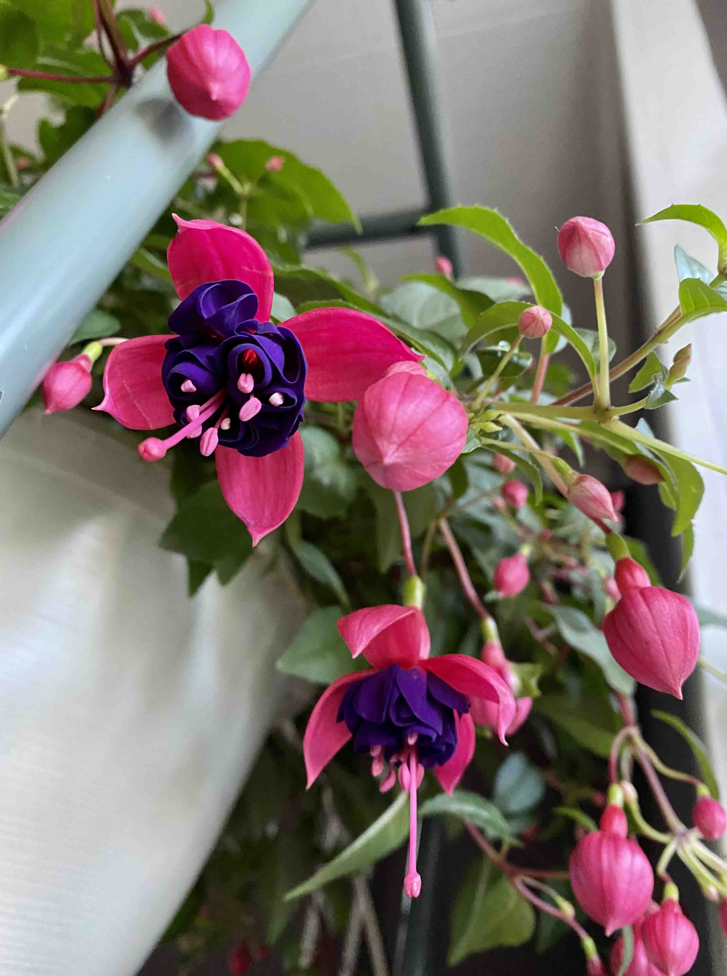 Hummingbird Fuchsia plant with vibrant pink and purple flowers, appearing healthy and well-maintained.