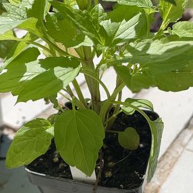 Photo of the plant species Blue Skullcap by @UnspoiledPuka named Madonna on Greg, the plant care app