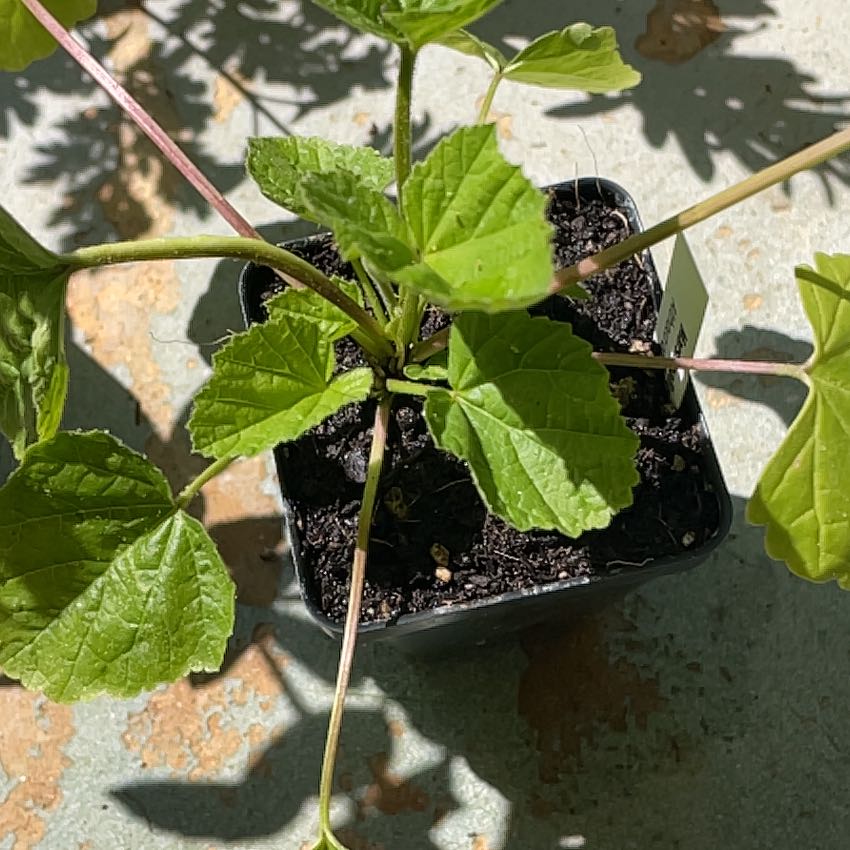 Photo of the plant species White Marshmallow by @UnspoiledPuka named Rosa on Greg, the plant care app