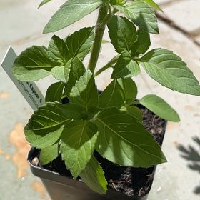 Photo of the plant species Tulsi Kapoor (Holy Basil) by @UnspoiledPuka named Leonardo on Greg, the plant care app