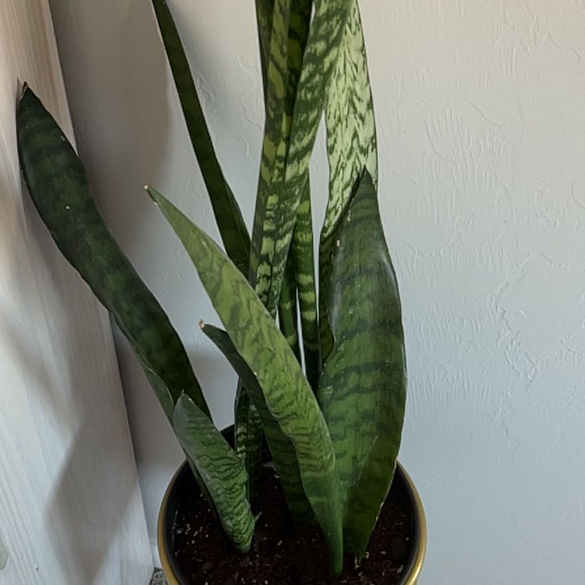 Champagne Papi | A plant by @HumbleAnthurium on Greg