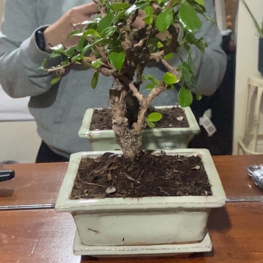 Photo of the plant species Fujian Tea by @PoetCoralspot named ChloroPhil on Greg, the plant care app