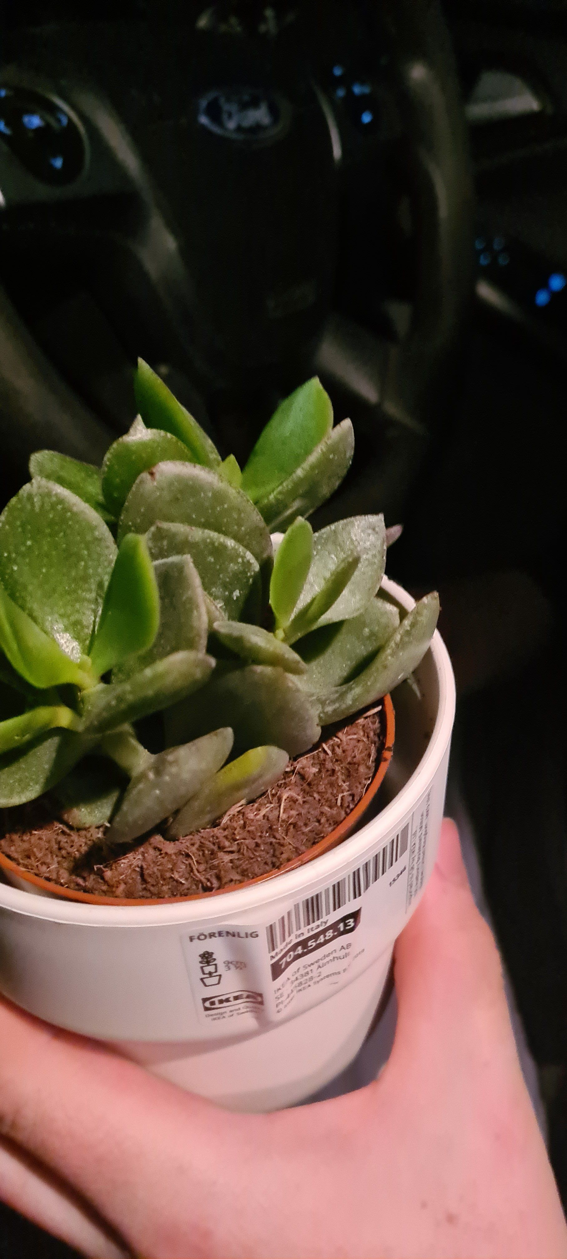 Jade Plant in a white pot held by a hand, taken inside a vehicle.