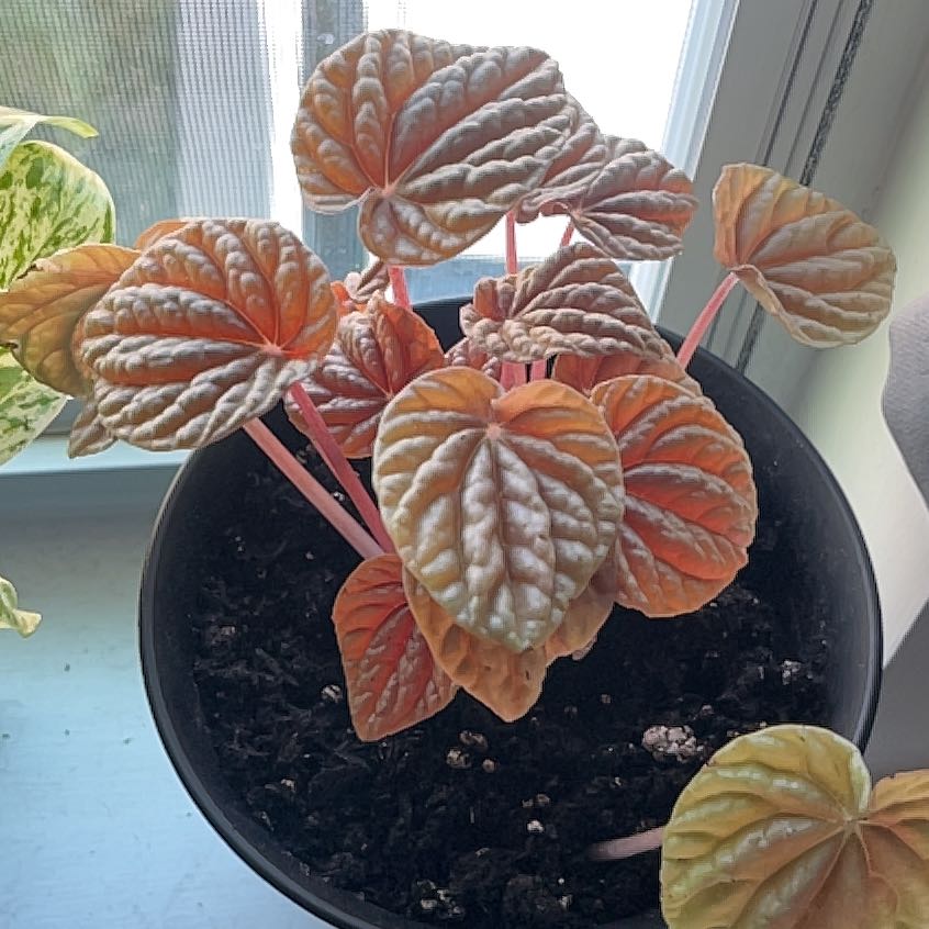 Photo of the plant species Radiator Plant 'Quito' by @IdealBingcherry named Messi on Greg, the plant care app