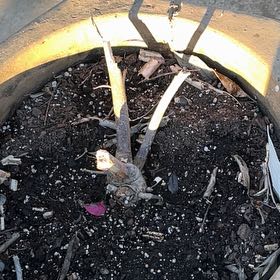 Photo of the plant species Rose Mallow by @SparklyMarimo named Rihanna on Greg, the plant care app
