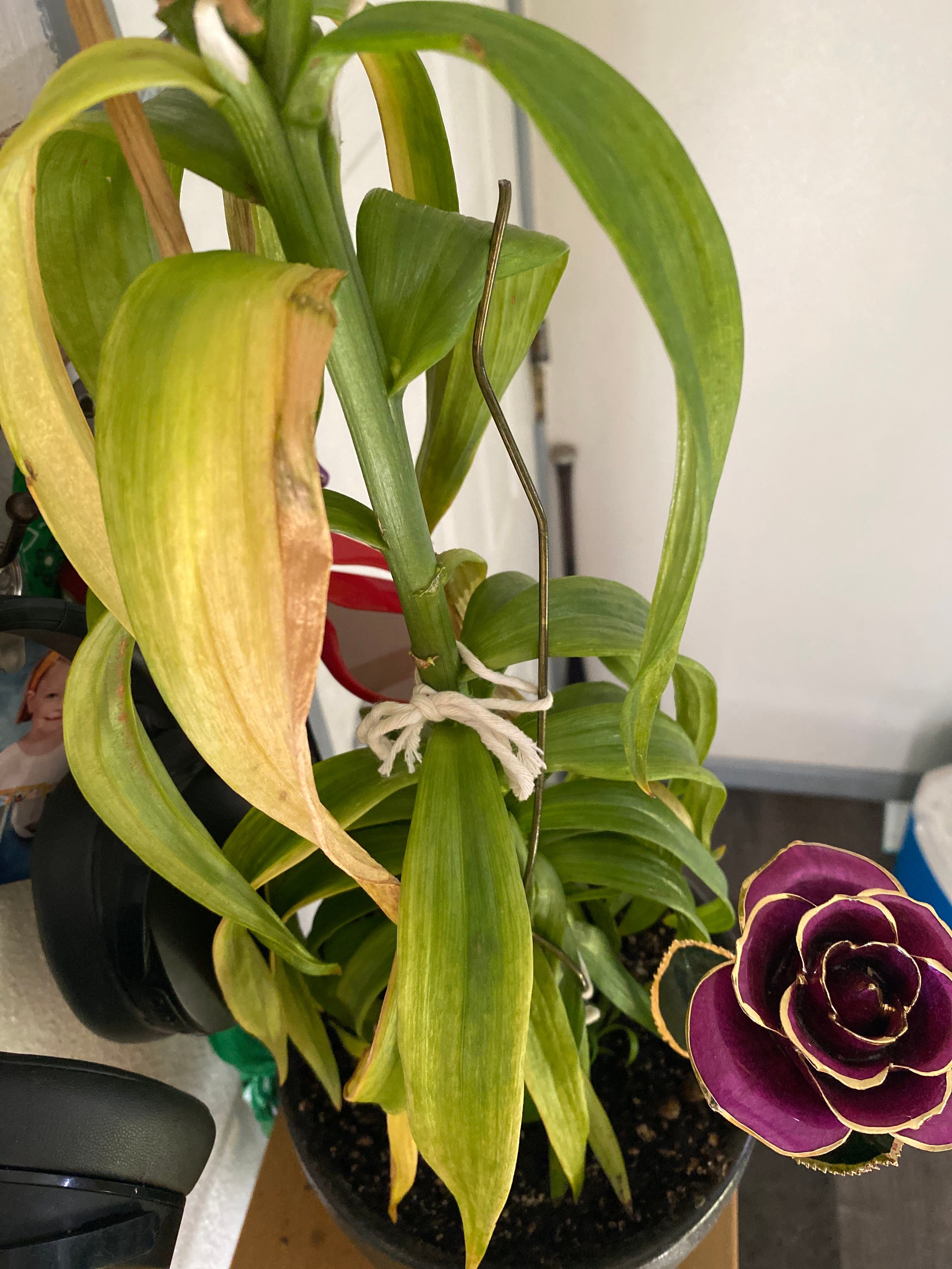 🌸 How to Fix Brown Spots on Your Forever Susan Asiatic Lily