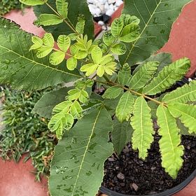Photo of the plant species Brazilian Peppertree by @OpenlyCowshorn named Naomi on Greg, the plant care app